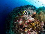 kohtao-10