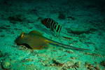 kohtao-20