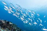 sail-rock-12