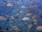sail-rock-13