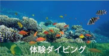サムイ島発タオ島体験ダイビング