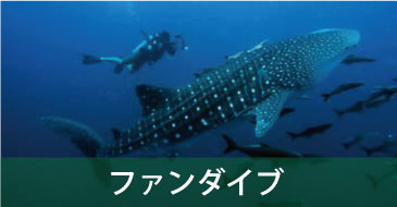 タオ島・セイルロックのファンダイビング