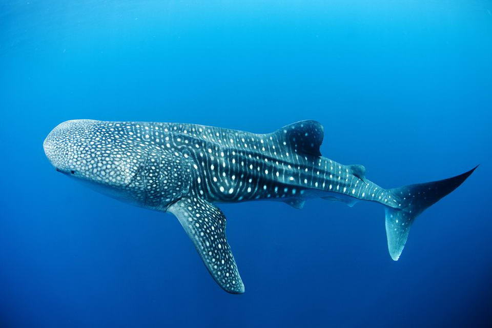 whaleshark01_resize.jpg