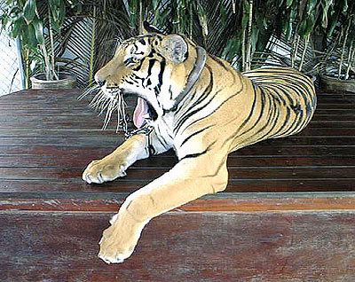 タイガー