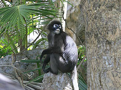 �쐶�̉��FDusky Langur�^�A���g�������C�m���� �i�K���N���[�Y